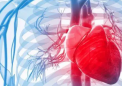 研究污染物对心脏组织影响的实验模型