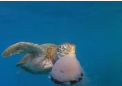 冬季法国海岸附近的水域可能是小型觅食海龟的致命陷阱
