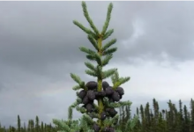 在更频繁的北极火灾中黑云杉树难以再生