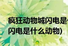 疯狂动物城闪电是什么动物(电影疯狂动物城闪电是什么动物)