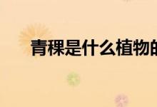 青稞是什么植物的特点（青稞是什么）