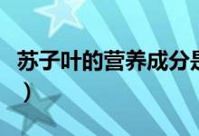 苏子叶的营养成分是什么（野苏子叶营养成分）