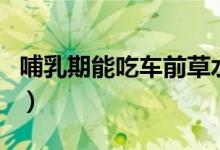 哺乳期能吃车前草水吗(儿童可以吃车田草吗)