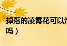 掉落的凌霄花可以泡水吗（凌霄花可以泡水喝吗）