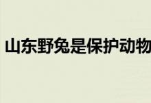 山东野兔是保护动物吗（野兔是保护动物吗）