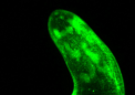 哈佛科学家通过转基因三带黑豹蠕虫将再生研究提升到一个新的水平