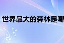 世界最大的森林是哪里（世界最大的森林是）