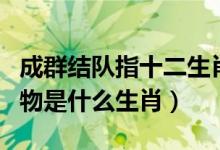 成群结队指十二生肖哪个动物（成群结队的动物是什么生肖）