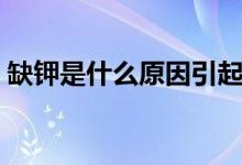 缺钾是什么原因引起(缺钾是什么原因引起)