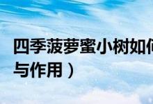 四季菠萝蜜小树如何修剪（四季菠萝蜜的功效与作用）