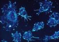 抗组胺药可通过增强 T 细胞活化来影响免疫治疗反应