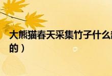 大熊猫春天采集竹子什么部位（大熊猫吃的竹子是什么种类的）