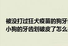 被没打过狂犬疫苗的狗牙齿划破皮（被家里打过狂犬疫苗的小狗的牙齿划破皮了怎么办）