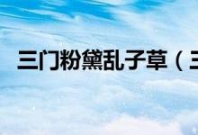 三门粉黛乱子草（三门粉黛乱子草在哪里）