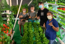 50万美元扩大夏威夷大学毛伊岛学院的鱼菜共