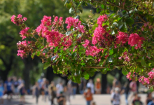 2月19日得克萨斯大学奥斯汀分校的自动入学门槛保持在6%