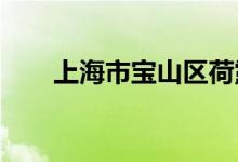 上海市宝山区荷露幼儿园的地址在哪