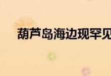 葫芦岛海边现罕见荧光海 场面梦幻十足
