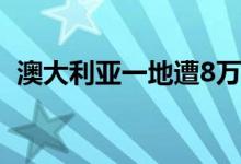 澳大利亚一地遭8万狐蝠入侵 场面十分骇人