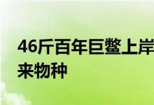 46斤百年巨鳖上岸被捉 专家：这只巨鳖是外来物种