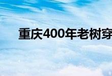 重庆400年老树穿楼生长 这是怎么回事