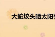 大蛇坟头晒太阳引村民祭拜 具体详情