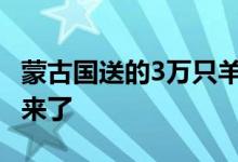 蒙古国送的3万只羊会变成羊肉 孜然羊肉做法来了