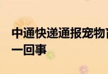 中通快递通报宠物盲盒 发生了什么 到底怎么一回事