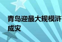 青岛迎最大规模浒苔侵袭 当地浒苔为何泛滥成灾