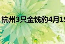 杭州3只金钱豹4月19日已外逃 事件最新进展