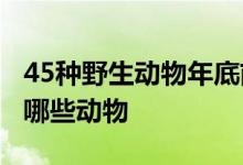 45种野生动物年底前停止养殖 竹鼠在列 还有哪些动物