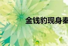 金钱豹现身秦岭 这是怎么回事