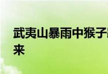 武夷山暴雨中猴子蹲桥上避险 害怕救援何时来