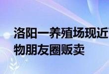 洛阳一养殖场现近百只豹猫 国家二级保护动物朋友圈贩卖