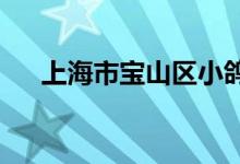 上海市宝山区小鸽子幼稚园的地址在哪