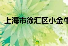上海市徐汇区小金牛艺术幼稚园的地址在哪