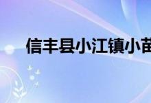 信丰县小江镇小苗苗幼儿园的地址在哪