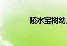陵水宝树幼儿园的地址在哪
