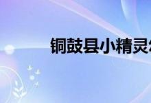 铜鼓县小精灵幼儿园的地址在哪