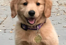 普林斯顿的一位遗传学家正在寻找犬类健康和长寿的关键