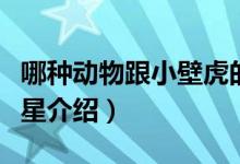 哪种动物跟小壁虎的尾巴一样有再生功能(海星介绍)