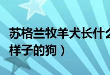 苏格兰牧羊犬长什么样（苏格兰牧羊犬是什么样子的狗）