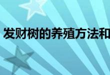 发财树的养殖方法和注意事项（你知道多少）