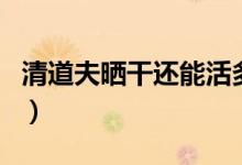 清道夫晒干还能活多久(清道夫晒干还能活吗)