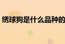 绣球狗是什么品种的（绣球狗是什么样的狗）