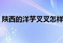 陕西的洋芋叉叉怎样做（需要准备哪些食材）