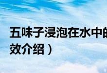 五味子浸泡在水中的功效（五味子泡水喝的功效介绍）