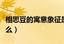 相思豆的寓意象征是什么(相思豆的寓意是什么)