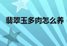 翡翠玉多肉怎么养（翡翠玉多肉如何养护）