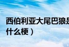 西伯利亚大尾巴狼是谁（西伯利亚大尾巴狼是什么梗）